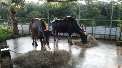 水牛さん達の朝食風景