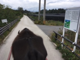 沖縄金武町で水牛車体験（調教）りゅうせい