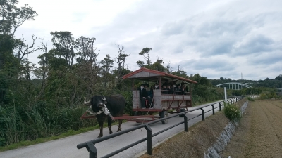 水牛車体験（修学旅行）