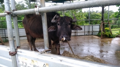 水牛体験（リュウセイの夕食）