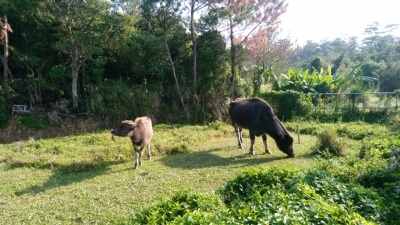 水牛さん達の放し飼い