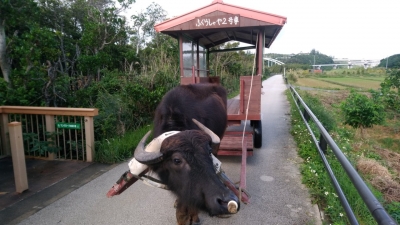 水牛車体験（調教）